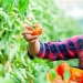 You will be surprised, but cucumbers and tomatoes do not belong to vegetables! You will be surprised, but cucumbers and tomatoes do not belong to vegetables!