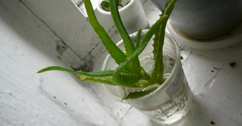 Zelenka and plantain all diseases: all about home medicine in the USSR