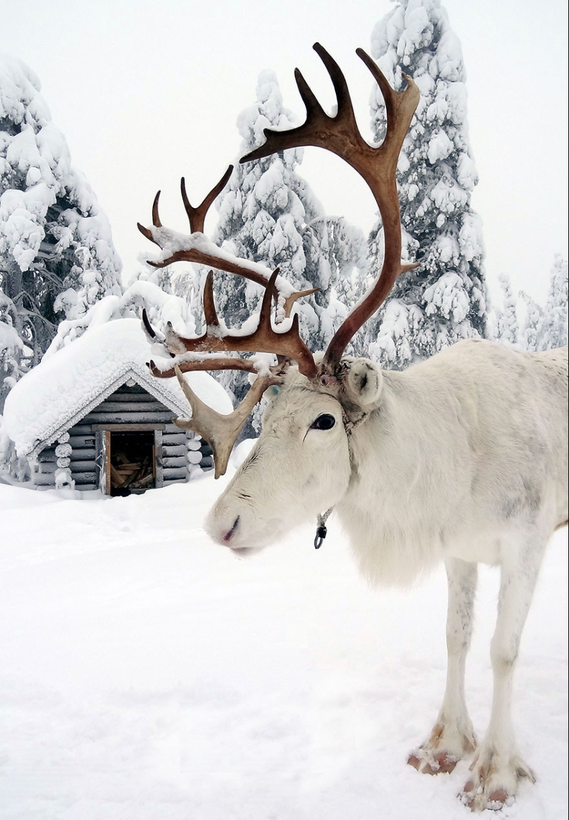20 reasons why Lapland is the most magical place to celebrate the New Year 20 reasons why Lapland is the most magical place to celebrate the New Year