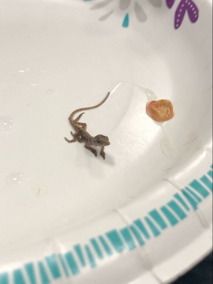 35 hallazgos inesperados que la gente ha compartido en línea 35 hallazgos inesperados que la gente ha compartido en línea