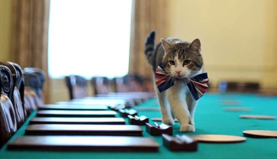 Asistentes con bigote que no se confundan por el hecho de tener patas