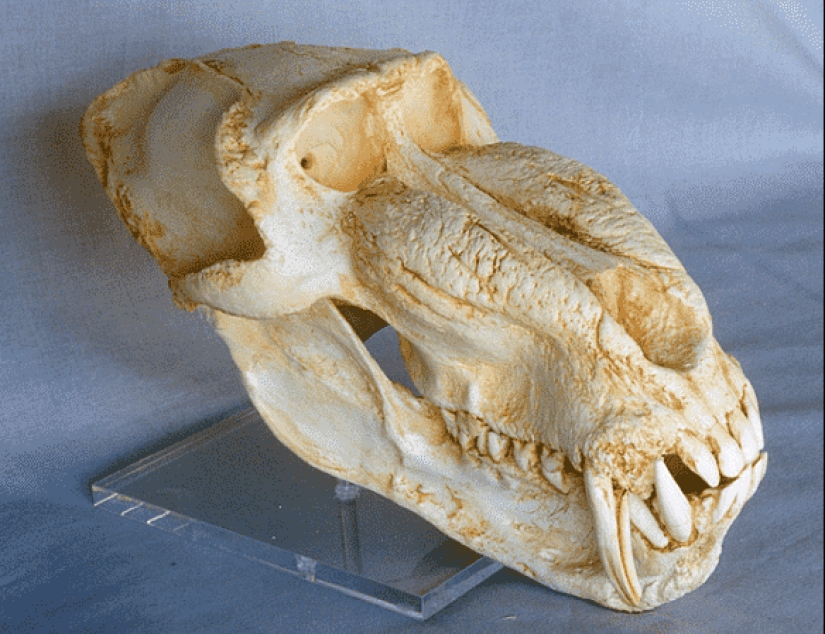 Cómo el mono trabajó oficialmente en el ferrocarril