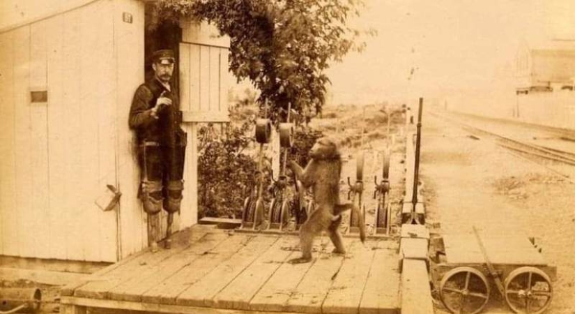 How the monkey officially worked on the railway