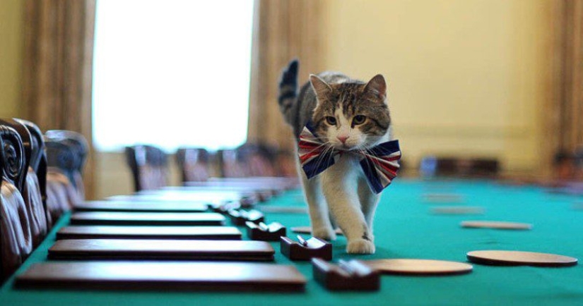 Mustachioed assistants who are not confused by the fact that they have paws Mustachioed assistants who are not confused by the fact that they have paws