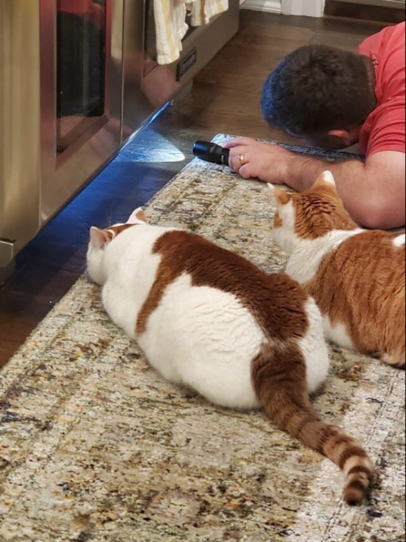 Mustachioed assistants who are not confused by the fact that they have paws Mustachioed assistants who are not confused by the fact that they have paws