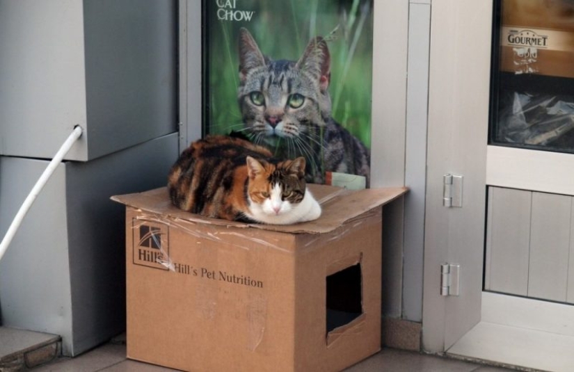 Mustachioed assistants who are not confused by the fact that they have paws Mustachioed assistants who are not confused by the fact that they have paws