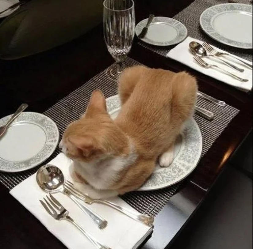 Mustachioed assistants who are not confused by the fact that they have paws Mustachioed assistants who are not confused by the fact that they have paws