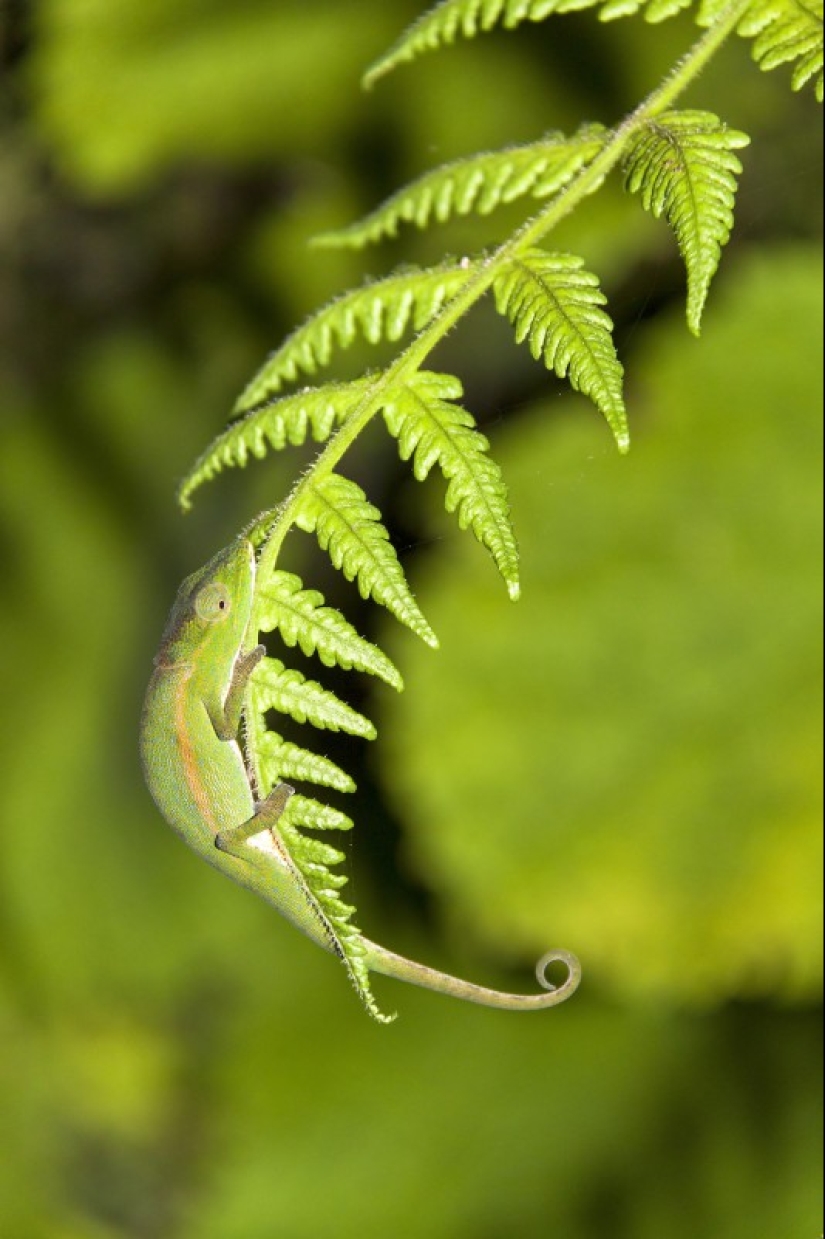 When animals are the gods of disguise When animals are the gods of disguise