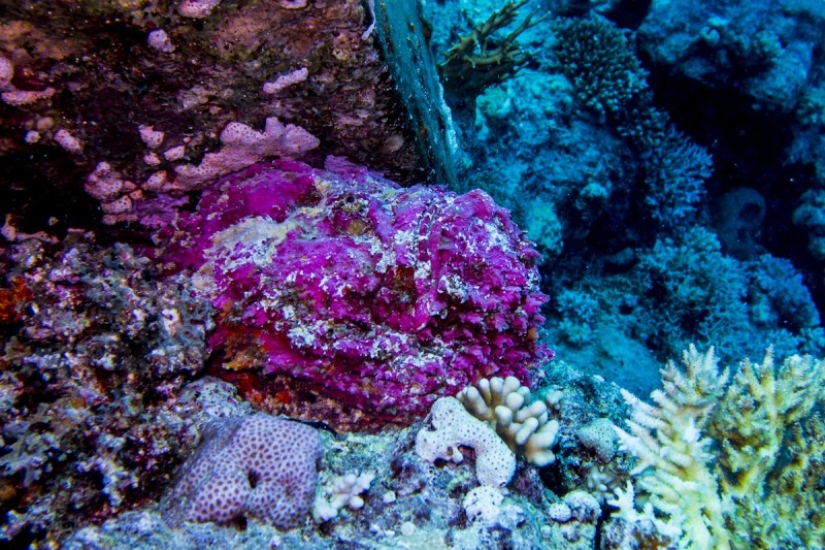 When animals are the gods of disguise When animals are the gods of disguise