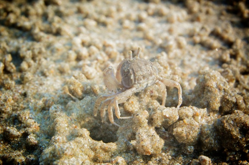 When animals are the gods of disguise When animals are the gods of disguise